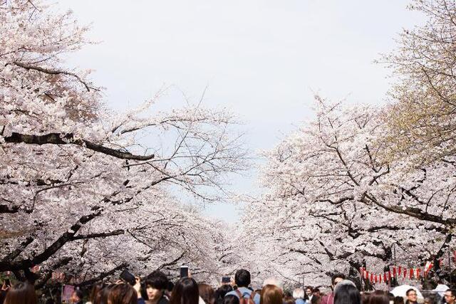 
                      Ueno Park : From exquisite ramen to the glorious Toshogu Shrine
                      