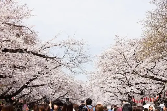 Ueno Park : From exquisite ramen to the glorious Toshogu Shrine