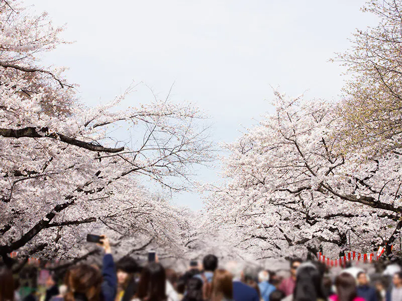 2026_ohanami_01.webp